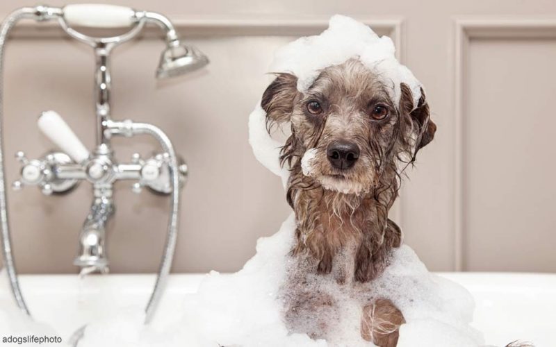 วิธีอาบน้ำหมา - หมาอยู่ในอ่างอาบน้ำ มีฟองรอบๆตัว และบนหัว